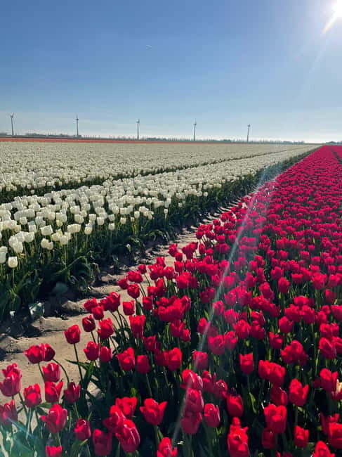 Private Tour, Tesla from Amsterdam: Keukenhof & Tulip Fields - Frequently Asked Questions