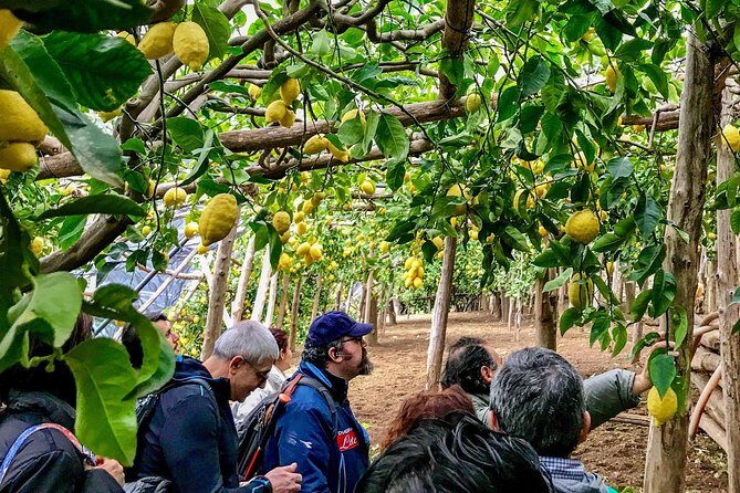 Private Tour: The Path of the Lemons - Exploring the Amalfi Coast with "The Path of the Lemons" Tour