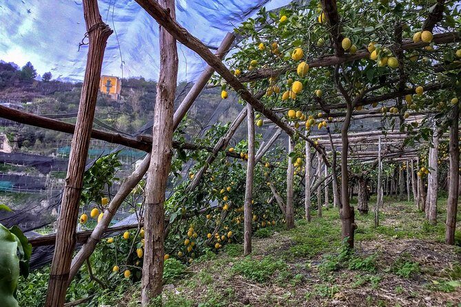 Private Tour: The Path of the Lemons - FAQs