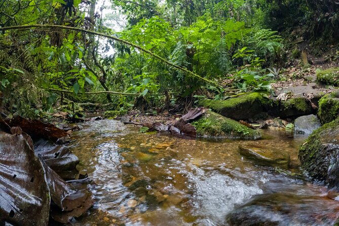 private-tour-through-the-chicaque-natural-park-and-forest-of-fog