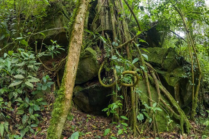 private-tour-through-the-chicaque-natural-park-and-forest-of-fog