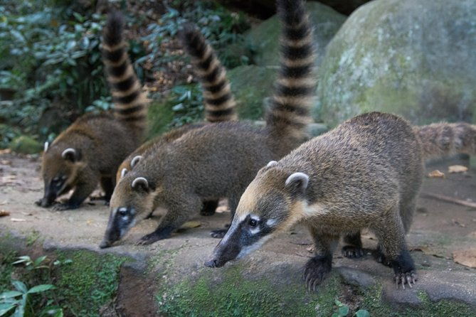 private-tour-tijuca-national-park-with-a-photographer