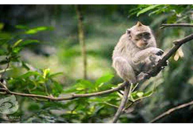 Private Tour: Tirta Empul, Tukad Cepung Waterfall & Penglipuran Village - Who Should Consider This Tour?