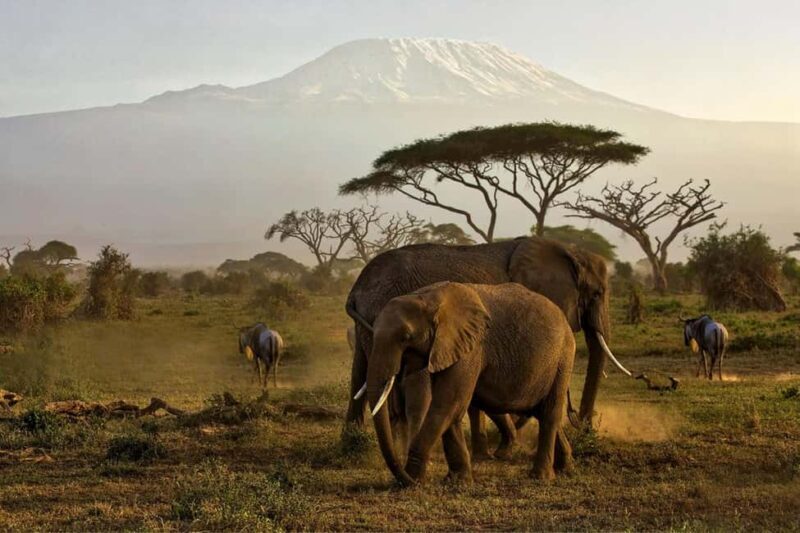 Private Tour to Amboseli National Park - Who Should Consider This Tour?  