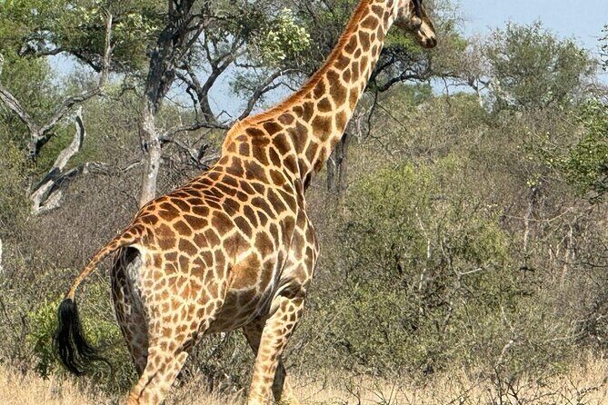 Private Tour to Aquila Game Reserve in Cape Town - see the Big5 - An In-Depth Look at the Tour Experience