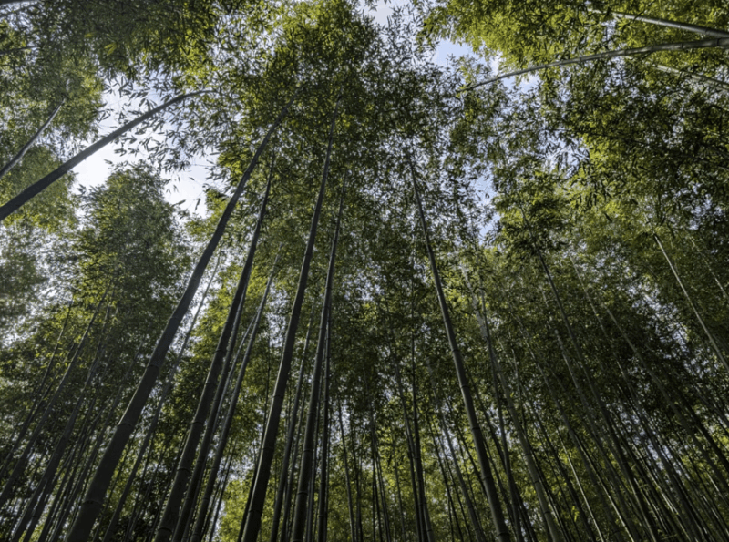 private-tour-to-arashiyama-and-uji-w-spanish-speaking-guide