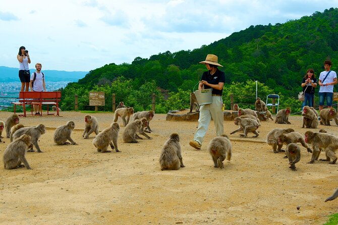private-tour-to-arashiyama-monkey-park-and-arashiyama-highlights