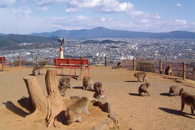 private-tour-to-arashiyama-monkey-park-and-arashiyama-highlights