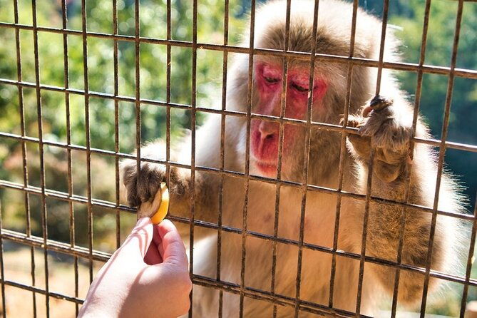 private-tour-to-arashiyama-monkey-park-and-arashiyama-highlights