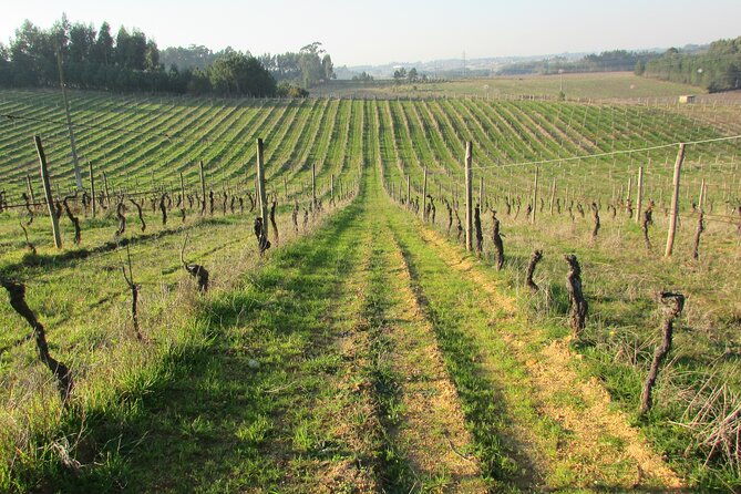 private-tour-to-aveiro-to-the-sparkling-wine-cellars-and-piglet-tasting