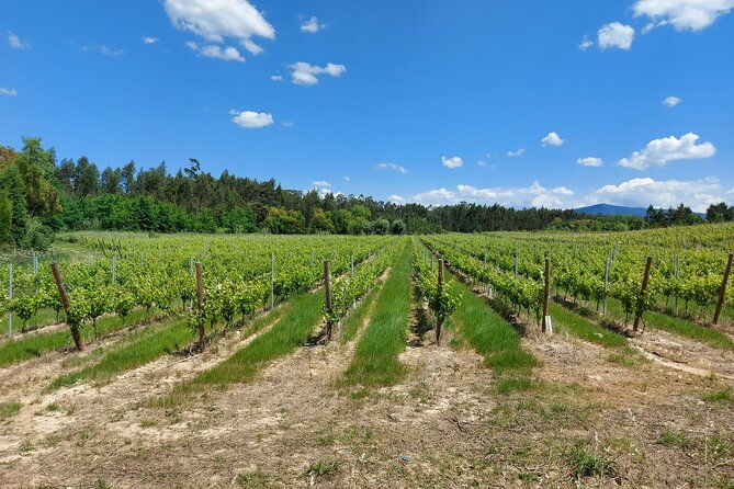 private-tour-to-aveiro-to-the-sparkling-wine-cellars-and-piglet-tasting