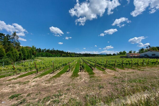 private-tour-to-aveiro-to-the-sparkling-wine-cellars-and-piglet-tasting