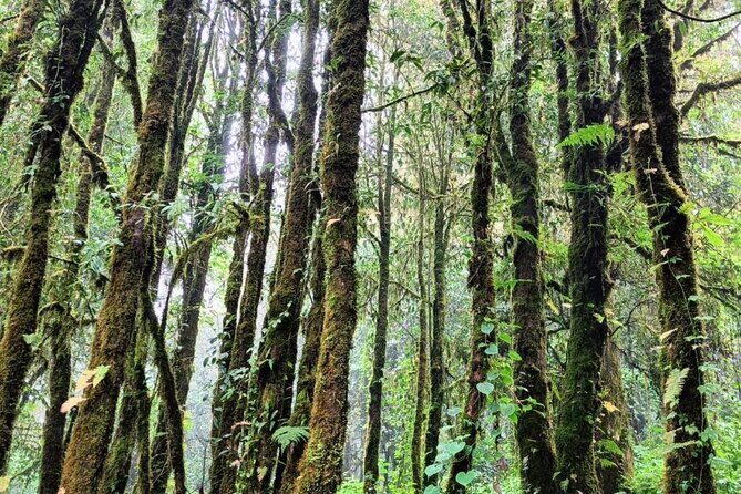 Private Tour to Chiang Mai Rice Terraces and National Park - FAQs