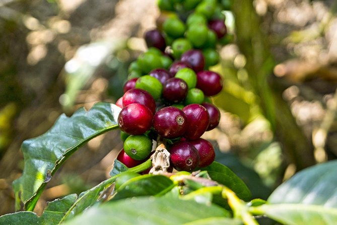 private-tour-to-coffee-farm-hacienda-coloma-tickets-guide-8hr