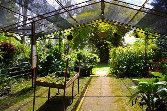 private-tour-to-coffee-farm-hacienda-coloma-tickets-guide-8hr