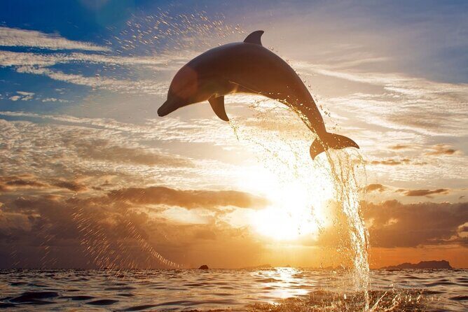 Private Tour to Dolphins house Sea hero of Egypt snorkeling - Key Points