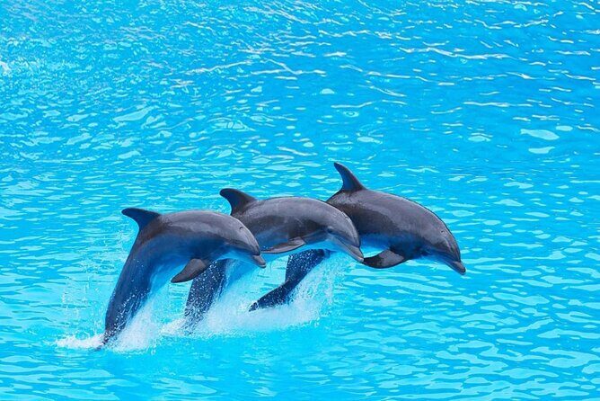 Private Tour to Dolphins house Sea hero of Egypt snorkeling - What Makes This Tour a Great Choice?