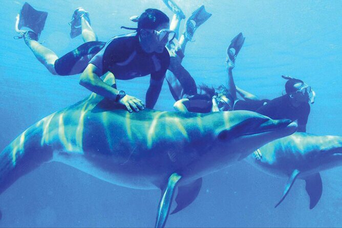 Private Tour to Dolphins house Sea hero of Egypt snorkeling - The Sum Up