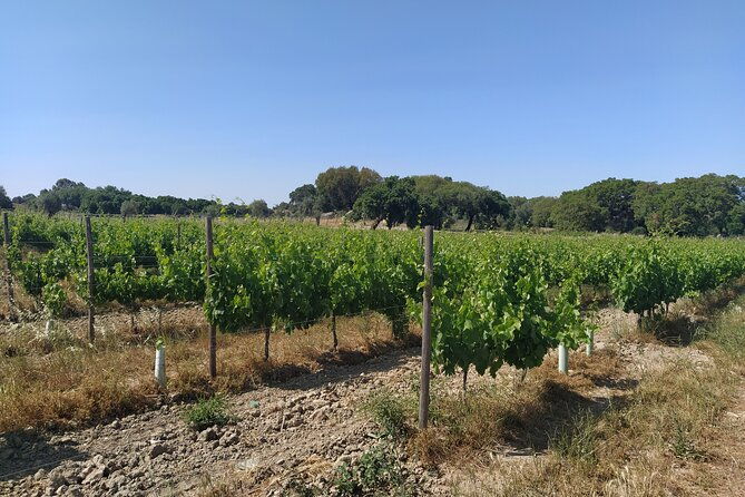 private-tour-to-evora-with-wine-tasting