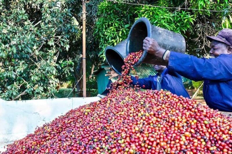 Private Tour to Fairview Coffee Farm in Nairobi with Pickup - FAQ  