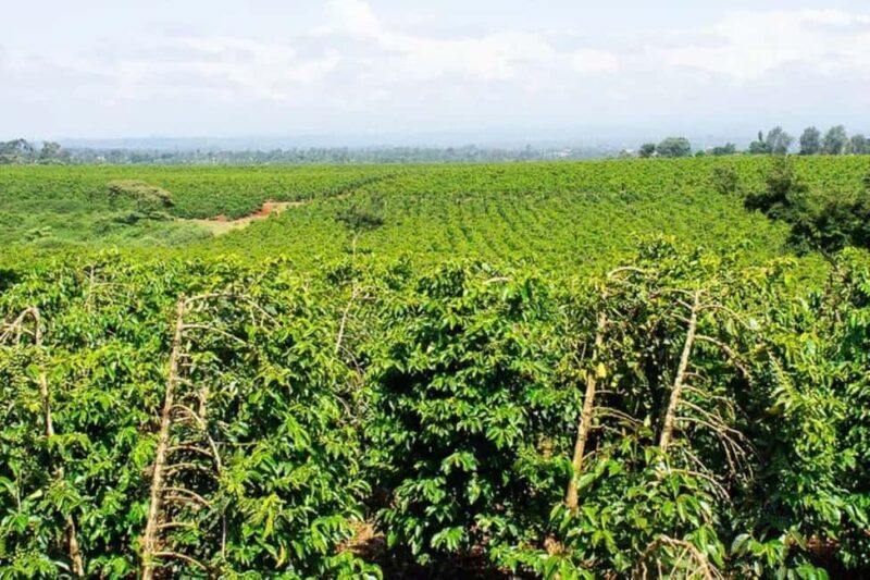 Private Tour to Fairview Coffee Farm in Nairobi with Pickup - Final Thoughts  
