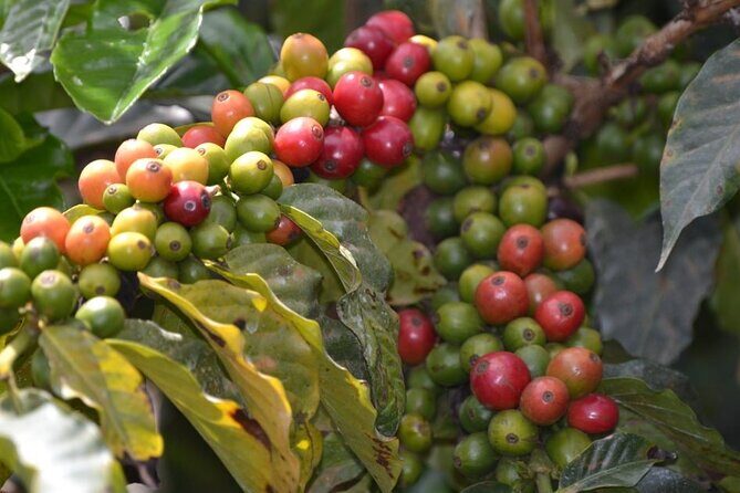 Private Tour to Fairview Coffee Farm in Nairobi with Pickup - Key Points