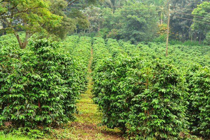 Private Tour to Fairview Coffee Farm in Nairobi with Pickup - Exploring the Fairview Coffee Farm: What to Expect