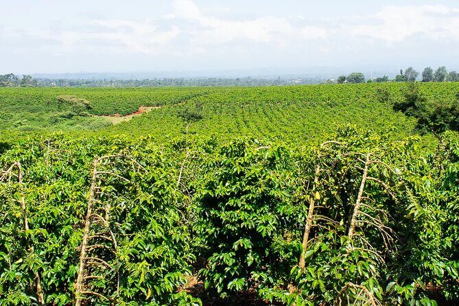Private Tour to Fairview Coffee Farm in Nairobi with Pickup - Final Thoughts on the Fairview Coffee Farm Tour