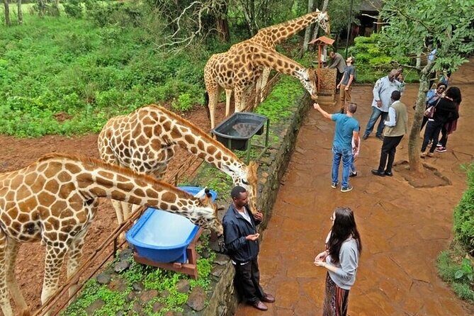 Private Tour To Giraffe Centre in Nairobi - Why Choose This Tour?