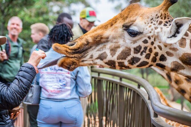 Private Tour To Giraffe Centre in Nairobi - What to Expect from the Itinerary