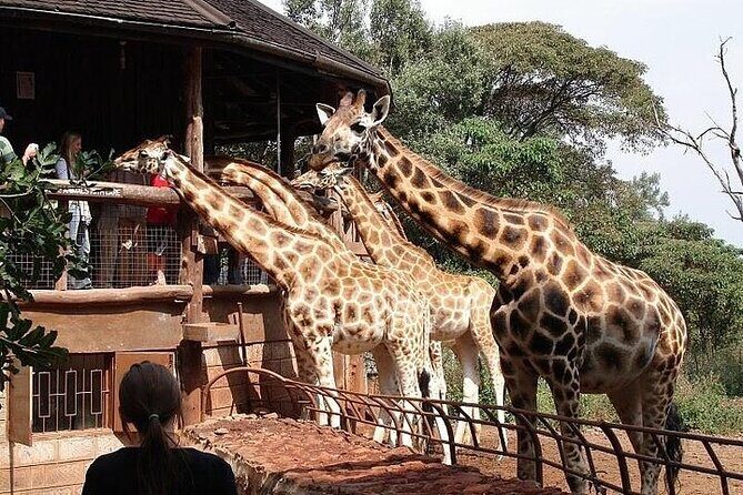 Private Tour To Giraffe Centre in Nairobi - Who Will Love This Tour?