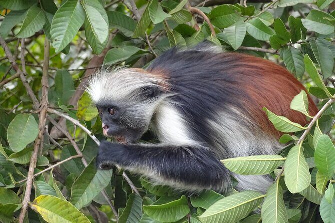 Private Tour to Jozani Forest Reserve Half-Day Guided Tour from Zanzibar - What to Expect from the Jozani Forest Tour