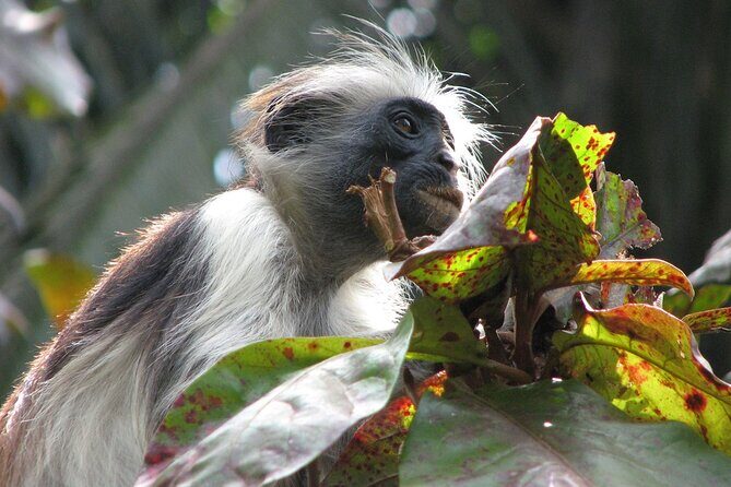Private Tour to Jozani Forest Reserve Half-Day Guided Tour from Zanzibar - Practical Tips for Visitors