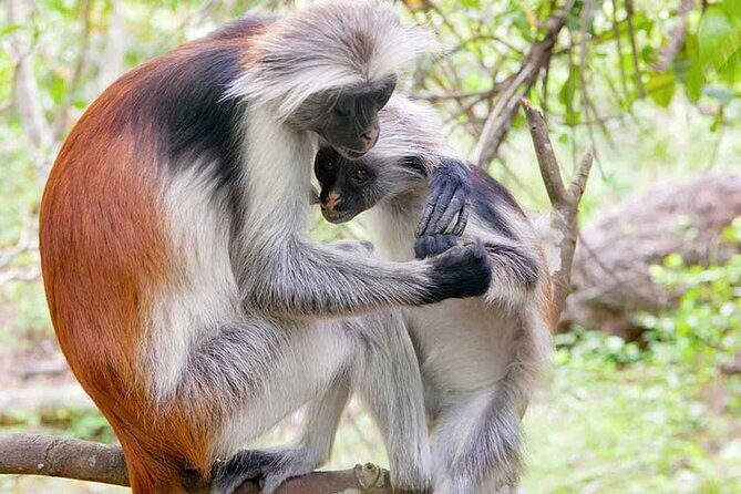 Private Tour to Jozani Forest Reserve Half-Day Guided Tour from Zanzibar - Who This Tour Is Best For