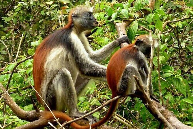 Private Tour to Jozani Forest Reserve Half-Day Guided Tour from Zanzibar - Final Thoughts