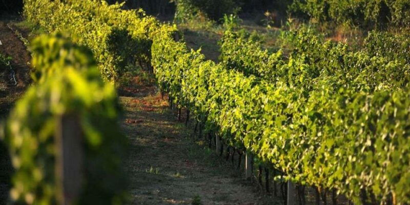 private-tour-to-konavle-valley-with-wine-tasting