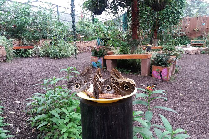 private-tour-to-mindo-with-hummingbird-reserve-tarabita-and-butterfly-farm