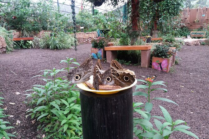 private-tour-to-mindo-with-hummingbird-reserve-tarabita-and-butterfly-farm