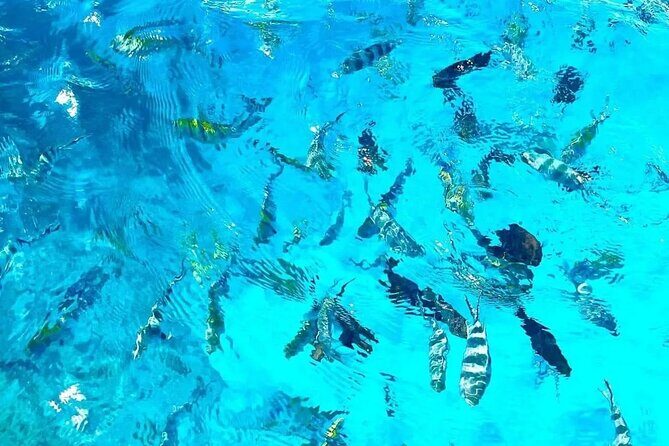 Private Tour to Mnemba Island with Lunch - FAQs