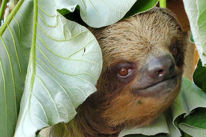 private-tour-to-monkey-and-sloth-sanctuary-with-optional-add-ons-and-stops