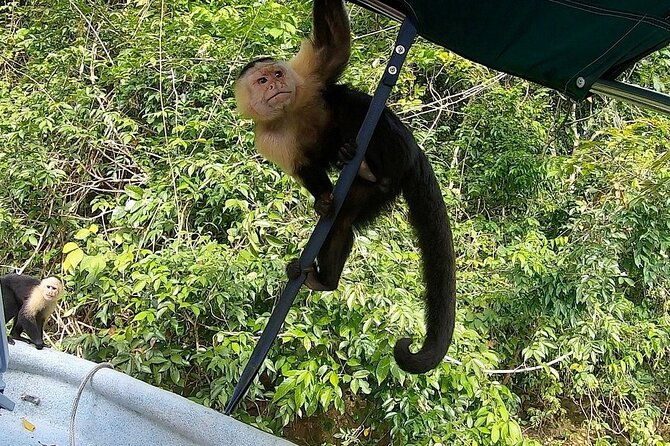 private-tour-to-monkey-island-and-sloth-sanctuary-in-gamboa