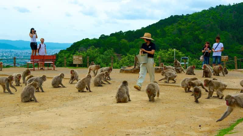 private-tour-to-monkey-park-and-arashiyama-highlights