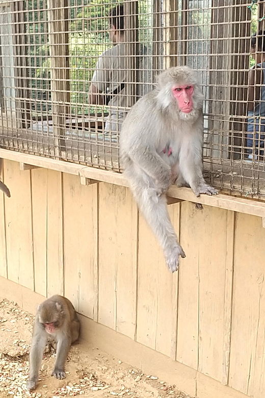 private-tour-to-monkey-park-and-arashiyama-highlights