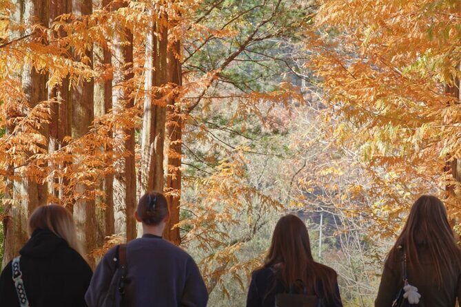 Private Tour to Nami Island Petite France and Railbike GyeongGang - Practical Considerations and Value