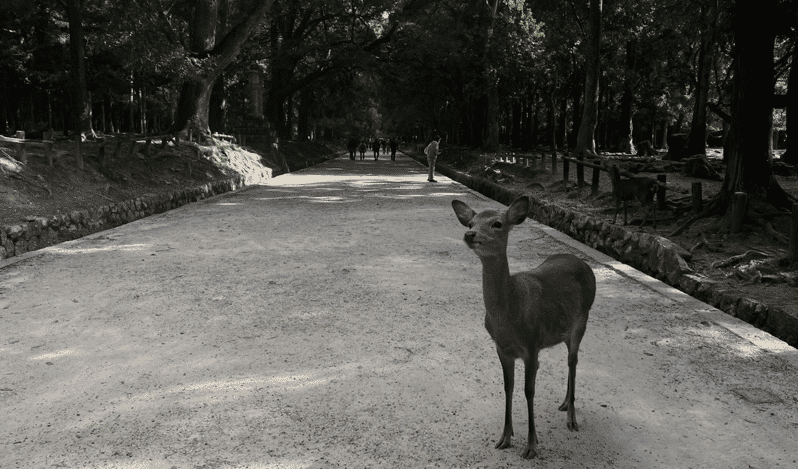 private-tour-to-nara-and-inari-with-spanish-speaking-guide
