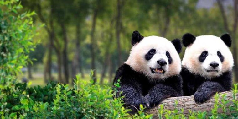 private-tour-to-panda-house-with-great-wall-or-city-sites