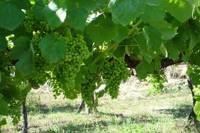 private-tour-to-ponte-de-lima-vinho-verde-region