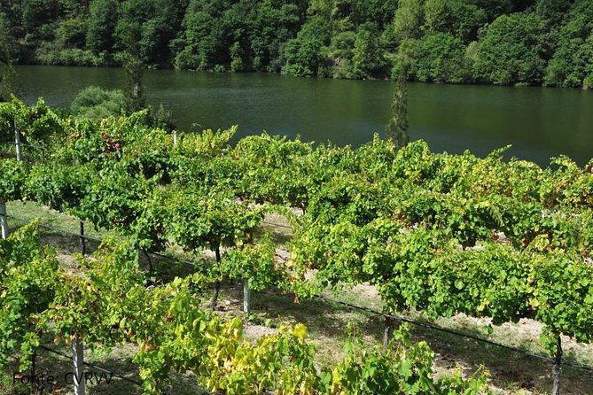 private-tour-to-ponte-de-lima-vinho-verde-region