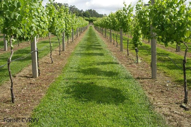 private-tour-to-ponte-de-lima-vinho-verde-region
