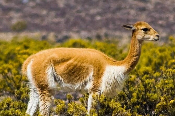 private-tour-to-rainbow-mountain-with-atv